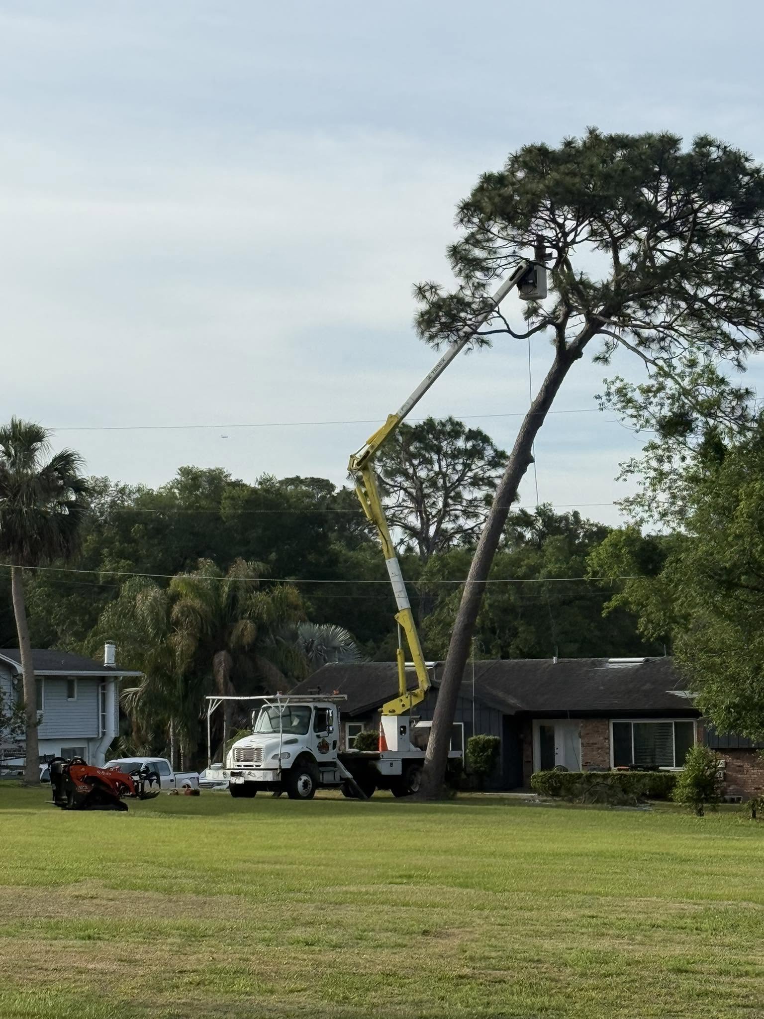 Arborists in safety gear pruning a large tree with a chainsaw