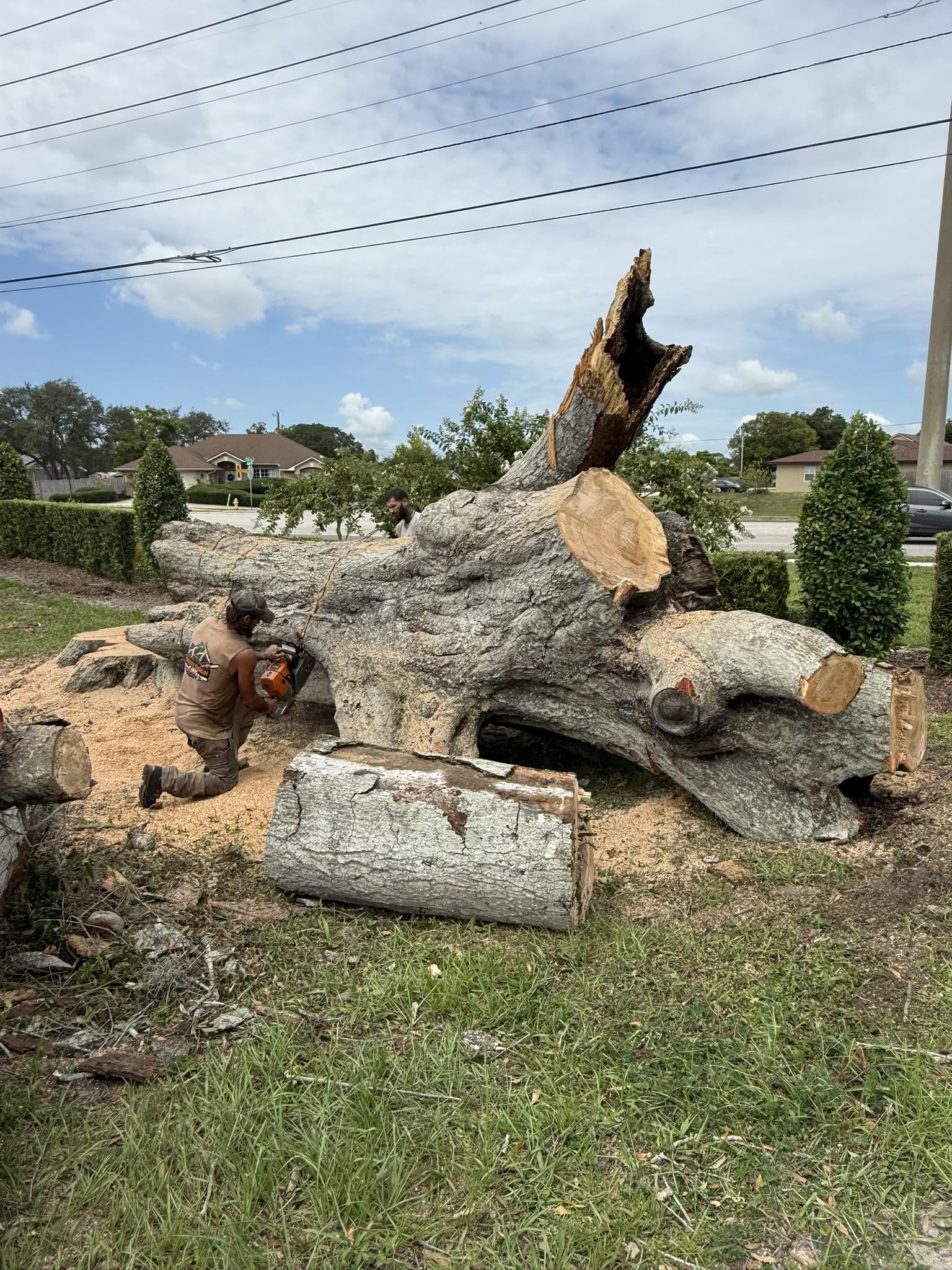 Arborist cutting large tree trunk with chainsaw near logs and orange skid steer